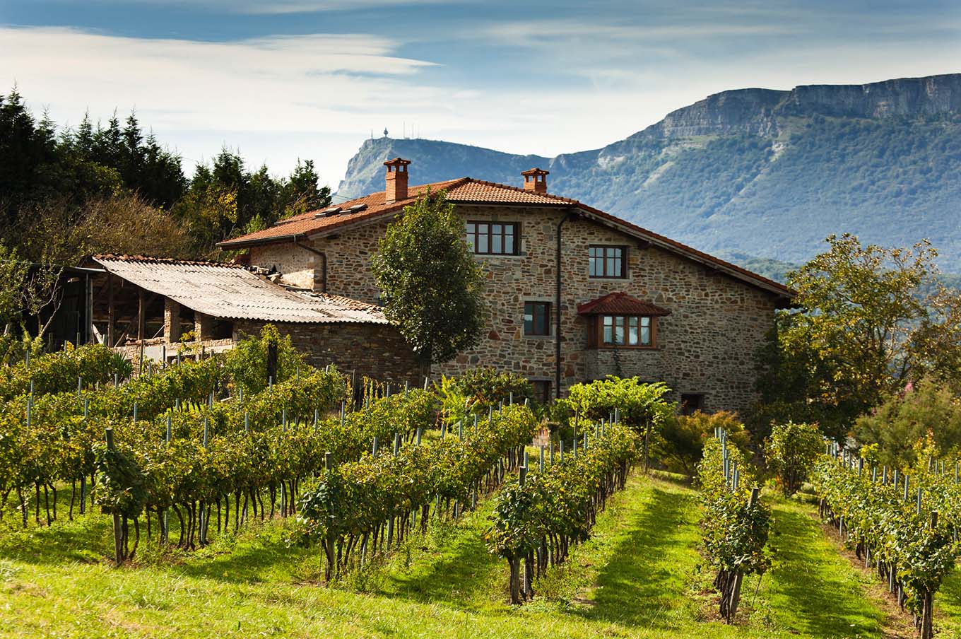 AIARALDEA Txakoli Aiaratur 2656 OJ140
