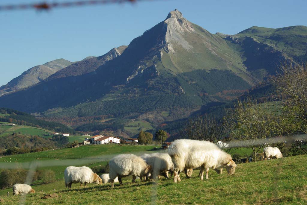 GOIERRI 1 OJ125