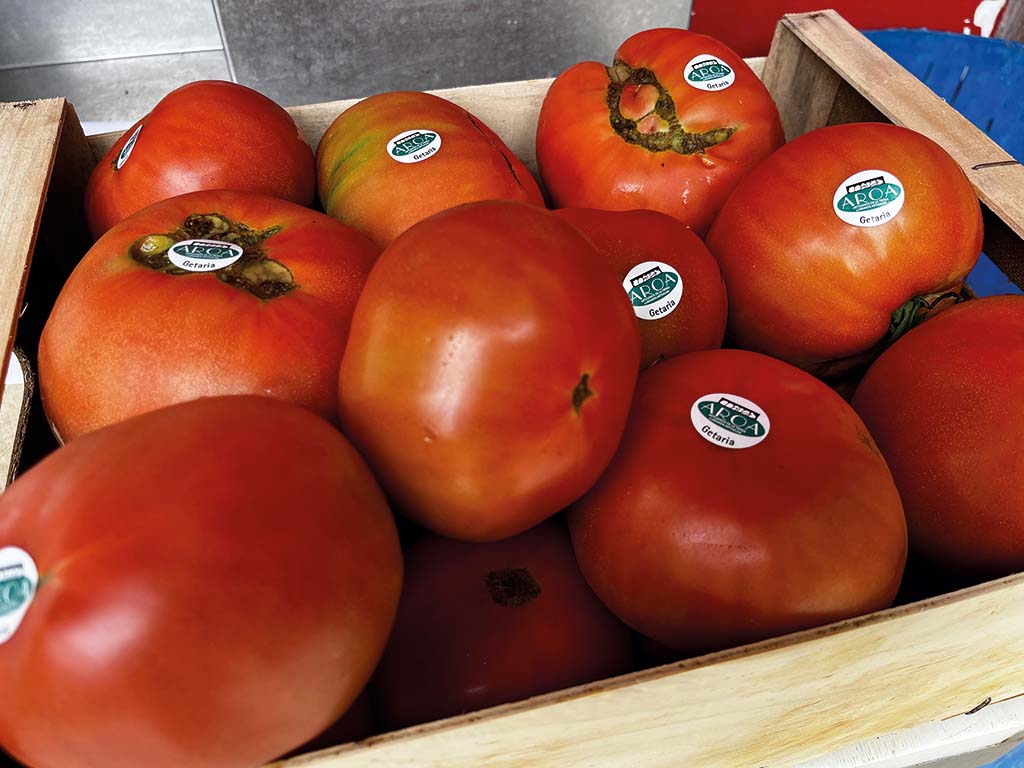 KOSTA AROA Tomate 2480 wOJ223
