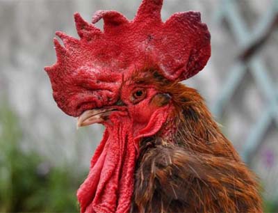 Maurice El Gallo wOJ197