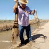 ARROZ, FLAMENCO Y MISTELA: LOS PALACIOS Y VILLAFRANCA