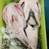 SAPO NEGRO VERSUS RAPE BLANCO