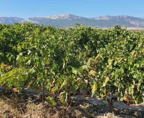 RIOJA ALAVESA, DISFRUTA DE UNA ESCAPADA AL ORIGEN Imagen 1