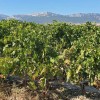 RIOJA ALAVESA, DISFRUTA DE UNA ESCAPADA AL ORIGEN