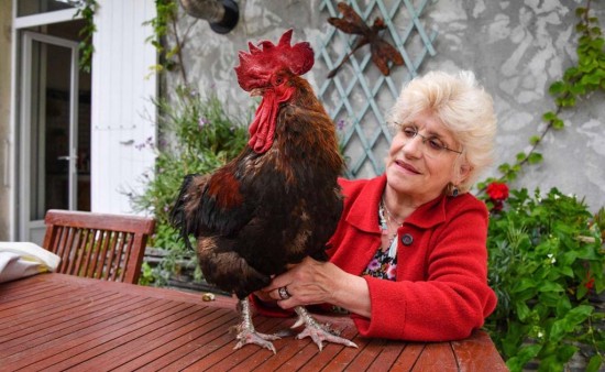 ÉRASE UNA VEZ... EL CANTO DEL GALLO Imagen 1