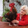 ÉRASE UNA VEZ... EL CANTO DEL GALLO