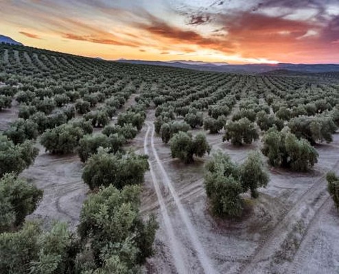 JAEN: UNA ESCAPADA GASTRONÓMICA AL BOSQUE DE 70 MILLONES DE  ... Imagen 1