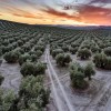 JAEN: UNA ESCAPADA GASTRONÓMICA AL BOSQUE DE 70 MILLONES DE OLIVOS