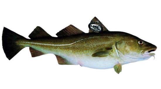 BACALAO SKREI Imagen 1