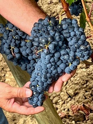LA GUERRA... DEL VINO Imagen 1