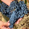 LA GUERRA... DEL VINO