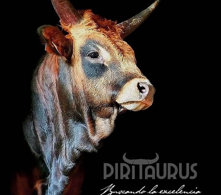 PIRITAURUS: UNA APUESTA ANCESTRAL, LOCAL Y DE RAZA Imagen 1