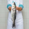 LUBINA Y CORVINA (O ANDEJA)