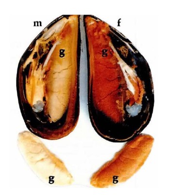 MEJILLONES MACHOS Y HEMBRAS Imagen 1