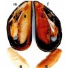 MEJILLONES MACHOS Y HEMBRAS