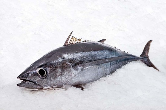 BONITO DEL NORTE, UN PESCADO ESPLÉNDIDO Imagen 1
