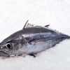 BONITO DEL NORTE, UN PESCADO ESPLÉNDIDO