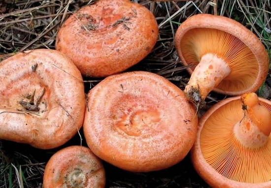 FALSA HEMATURIA POR INGESTA DE NÍSCALOS Imagen 1