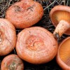 FALSA HEMATURIA POR INGESTA DE NÍSCALOS