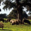 CÓMO ELEGIR UN BUEN JAMÓN IBÉRICO