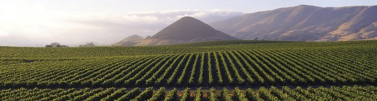 EL SUELO EN EL VINO Imagen 1