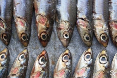 Mayo: LA ANCHOA Imagen 1