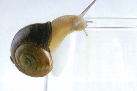 Abril: EL CARACOL Imagen 1