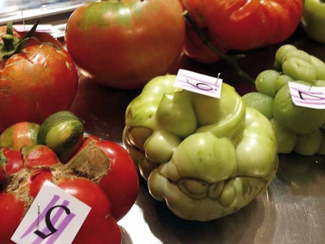 TUDELA HOMENAJEÓ A SUS TOMATES MÁS FEOS Imagen 1