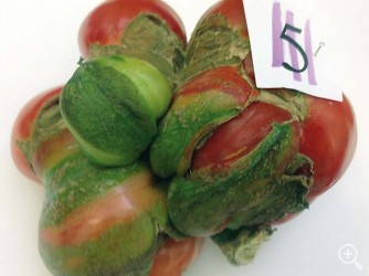 TUDELA HOMENAJEÓ A SUS TOMATES MÁS FEOS Imagen 1