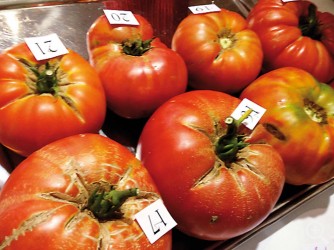 TUDELA HOMENAJEÓ A SUS TOMATES MÁS FEOS Imagen 1