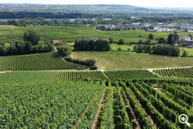 PRESENCIA DE JAKITEA EN LA SEMANA DEL VINO DE RHEINGAU (WIES ... Imagen 1
