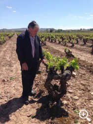 “SOROS” DE MARTÍNEZ CORTA: MEJOR CRIANZA 2015 DE LA RIOJA Imagen 1