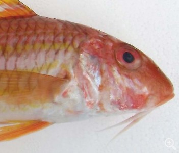 Julio: EL SALMONETE Imagen 1