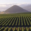 EL SUELO EN EL VINO