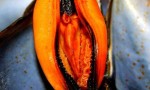 Carlos Lahoz: 10_MEJILLONES A LA SIDRA