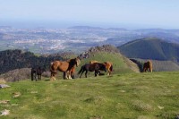 EUSKADI GASTRONOMIKA: ANDOAIN-ASTIGARRAGA-HERNANI-URNIETA-LASARTE-ORIA-USURBIL: CULTURA SIDRERA