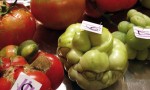 TUDELA HOMENAJEÓ A SUS TOMATES MÁS FEOS