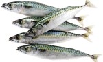 VERDEL: LA RESURRECCIÓN DEL PRIMO DEL BONITO